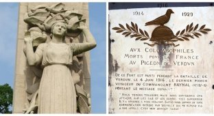 Touching monument to nameless feathered heroes (7 photos)