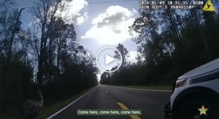 На сбежавшего эму надели наручники