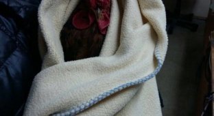 A resident of Ufa picked up a rooster in the middle of the city (2 photos + 1 video)
