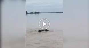In India, elephants swept away by a current from Nepal were rescued.