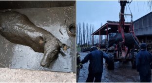 People saw a cow stuck in a cesspool (4 photos)