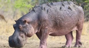 The life of a hippopotamus is a boiling cauldron of hatred and fear (8 photos)