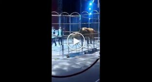 Level of security in the Chinese circus