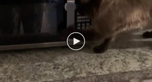 Hungry cat decided to get his own food at all costs