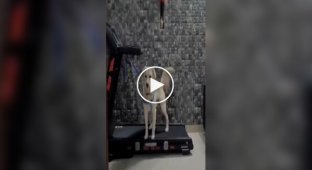 A dog walking on a treadmill with its hind legs showed what it is multitasking