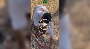 Охотники за рептилиями удалили 98 яиц игуаны с одного двора