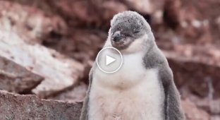 Цікавий факт із життя антарктичних пінгвінів