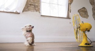 Вентиляторы стали необычным реквизитом для съёмки собак (22 фото)