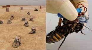 A swarm of remote-controlled cyborg cockroaches was created in Singapore (2 photos + 1 video)