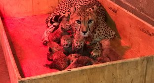 World's rarest female cheetah gives birth to 8 cubs