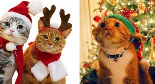 Самое милое, что вы сегодня видели: коты в новогодней одежке (15 фото)