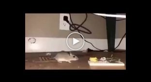 Витая мышь и мышеловка