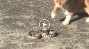 Кот завалил змея и спокойно его понес домой