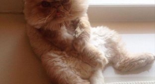 Очаровательный персидский кот, который выглядит так, как будто только что объелся (12 фото)