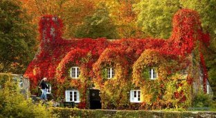 Осенние дома заросшие плющем (14 фото)