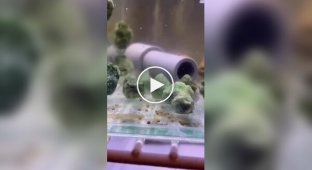 Japanese fish that resemble broccoli