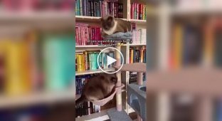Упитанный кот выбрал не лучшее место для отдыха