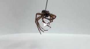 Американские инженеры сделали из мертвого паука некробота