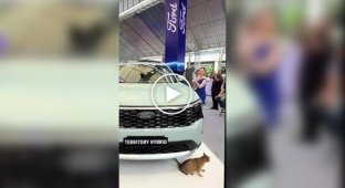 На Филиппинах во время представления нового Ford звездой мероприятия внезапно стала кошка