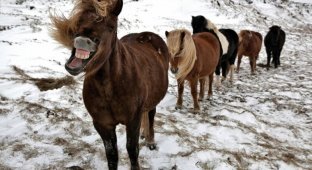 Лошади Исландии в фотографиях (15 фото)