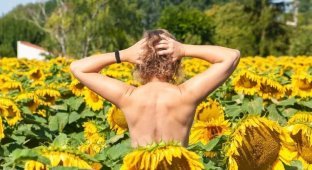 The owners of the farm with sunflowers complained about the invasion of "naked women" (2 photos)