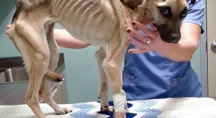 История спасения и невероятное преображение истощённой собаки, находившейся на волосок от смерти (12 фото)