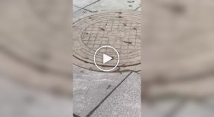 Стрекозы пируют у люка