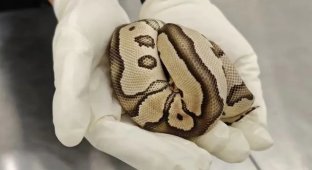 У китайському порту у дівчини та ще трьох пасажирок у спідній білизні знайшли змій (4 фото)