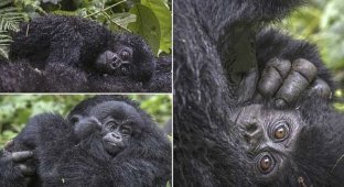 Уникальные съемки очаровательных малюток-горилл (11 фото)