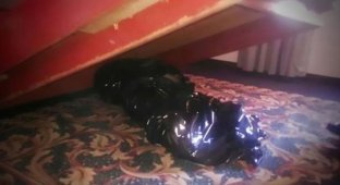 Постояльцы отеля в Мехико неделю жили в номере с трупом под кроватью (2 фото)