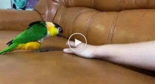 Антибластерний папуга