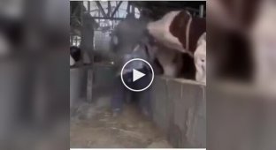 Cheeky Cow Disrupts Farmer's Work