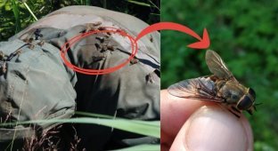 Bull horsefly: drives cows to psychosis (10 photos)
