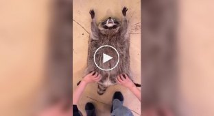 Raccoon owners showed how their furry friend is cared for every day