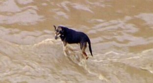 Спасение собаки из реки (15 фото)
