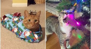 30 cats who are already in full charge of the New Year mood (31 photos)