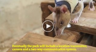 В Танзании начали тренировать гигантских крыс-спасателей с рюкзаками
