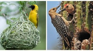 The most unusual bird nests (15 photos)