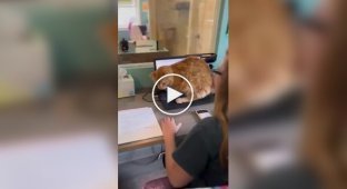 «Сделай перерыв!»: на видео попала главная причина меньше работать