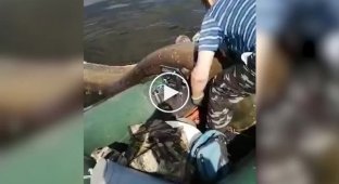 In Chistopol, fishermen caught a catfish weighing 104 kg
