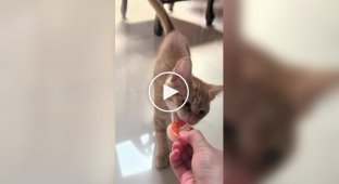 Animals (short videos). Release 98