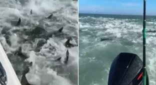 Like in a Horror Movie: Fishermen Suddenly Find Themselves in the Epicenter of Shark Aggression (2 photos + 1 video)