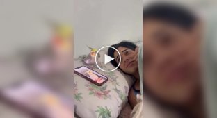 Папуга імітує звук будильника