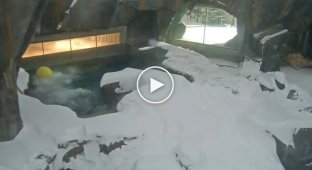 Белый медведь хорошо проводит время в вольере