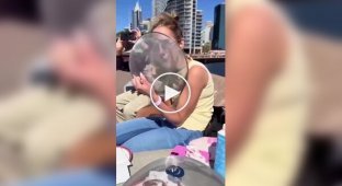 В Австралии показали, как кафе борются с воришками чайками