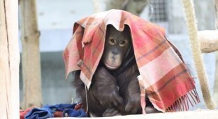 Гнездо из одеял: посетители зоопарка несут пледы замерзающим обезьянам (3 фото)