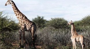 Первые в своём роде: карликовые жирафы (7 фото + 1 видео)