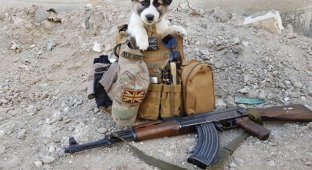 Солдат спас на войне щенка и нашёл в нём спасителя для себя (10 фото)