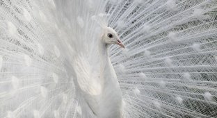 Белым-бело (19 фото)