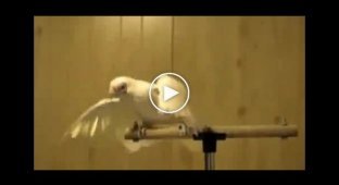Попугай танцует под техно